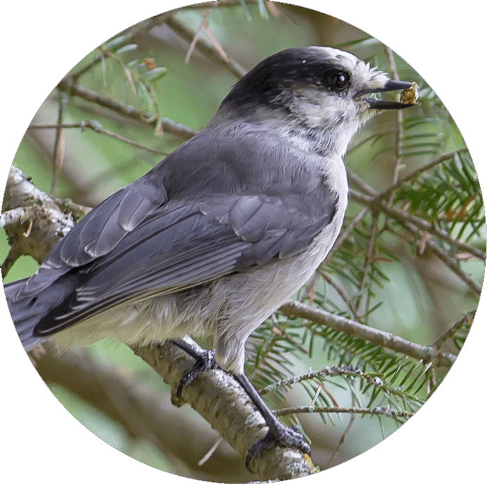 Gray and white bird with food in its bill.